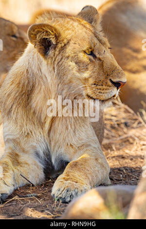 Young male lion resting together with the pride in Serengeti Stock Photo