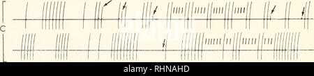 . The Biological bulletin. Biology; Zoology; Biology; Marine Biology. 170 MARLON E. KRIEBEL 0.2| mVL 30 sec. FIGURE 3. Action potentials from isolated pacemaker regions. A. These 3 records are continuous from a half-heart partially filled with blood (electrode in middle of half-heart). In the first trace, the pacemaker decreased in frequency before it stopped. In the second trace and the first half of the third trace the pacemaker gradually accelerated in a manner similar to that in situ. However, the beat frequency almost doubled in the middle of the third trace without a gradual increase. Th Stock Photo