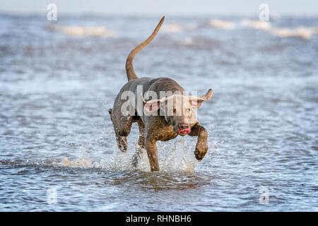 Southport, Merseyside, UK. 3rd February 2019. Weimaraner Playing.  Kobi, a beautiful five year old Weimaraner, plays with his favourite rope ball along the shores of Southport beach in Merseyside.  The Weimaraner is a large dog that was originally bred for hunting in the early 19th century. Early Weimaraners were used by royalty for hunting large game such as boar, bear and deer.  Credit: Cernan Elias/Alamy Live News Stock Photo