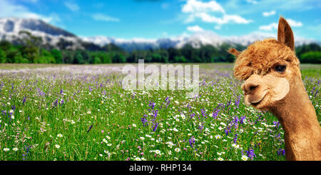 Summer landscape with alpaca on fresh green pastures with flowers and mountains in the background Stock Photo