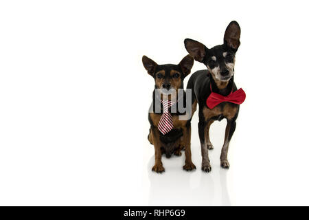 TWO PINSCHERS DOGS WITH RED BOW TIE ISOLATED ON WHITE BACKGROUND. Stock Photo