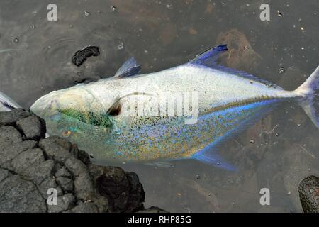 Big fish caught in Hawaii Big Island USA Stock Photo