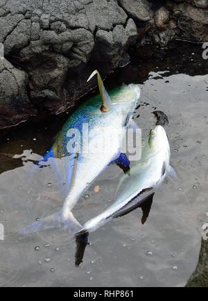 Big fish caught in Hawaii Big Island USA Stock Photo