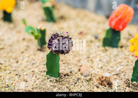 Moon Cactus or Gymnocalycium mihanovichii, the Mutant Cactus Grafted on to Hylocereus Rootstock Macro Closeup Background of Cactus Pigmentation Thorns Stock Photo