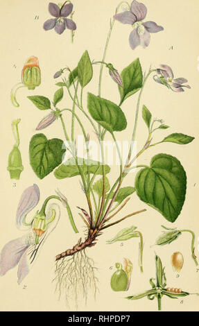. Billeder af Nordens flora. Plants. 223. A. SKOV-VIOL, VIOLA SILVATICA. B. HUNDE-VIOL, viola canina.. Please note that these images are extracted from scanned page images that may have been digitally enhanced for readability - coloration and appearance of these illustrations may not perfectly resemble the original work.. Lindman, C. A. M. (Carl Axel Magnus), 1856-1928. København, G. E. C. Gad Stock Photo