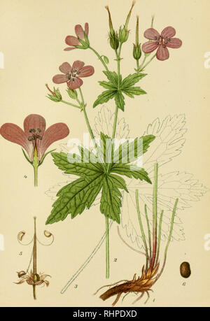 . Billeder af Nordens flora. Plants. 215. SKOV-STORKENÆB, geranium silvaticum.. Please note that these images are extracted from scanned page images that may have been digitally enhanced for readability - coloration and appearance of these illustrations may not perfectly resemble the original work.. Lindman, C. A. M. (Carl Axel Magnus), 1856-1928. København, G. E. C. Gad Stock Photo