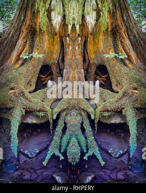 A decaying tree covered with moss colonies in the Sol Duc Rainforest of the Olympic Peninsula of Washington State. Photo composite created by combinin Stock Photo