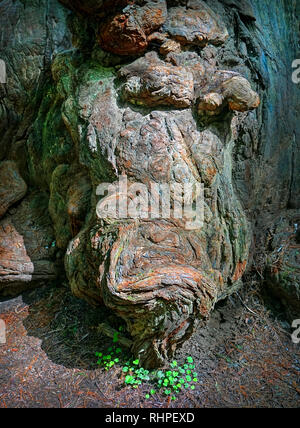 Redwood Tree Burl. Photographed on the Avenue of the Giants in Northern California. This Redwood tree was about a thousand years old and  250 ft tall. Stock Photo