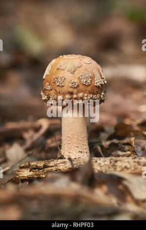 Close up of blusher mushroom on the forest