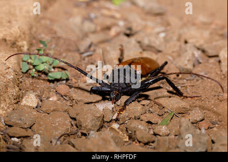 big bug Longhorn Beetle, Hoplideres aquilus, Ankarafantsika National Park, Madagascar wildlife, Africa Stock Photo