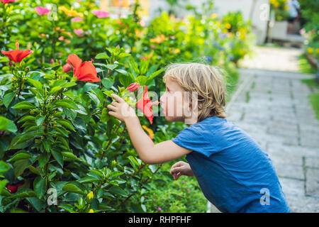 A boy in a blue T-shirt smells a big red Hibiscus Stock Photo