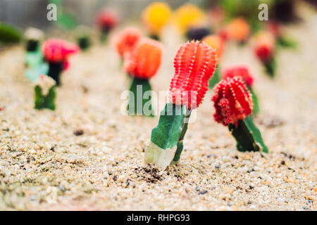 Moon Cactus or Gymnocalycium mihanovichii, the Mutant Cactus Grafted on to Hylocereus Rootstock Macro Closeup Background of Cactus Pigmentation Thorns Stock Photo