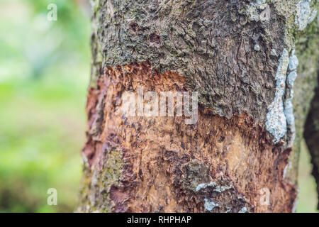 Cinnamon tree bark taken on plantation, Malaysia Stock Photo