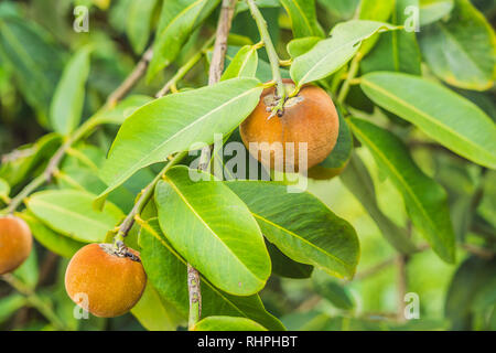 Persimmon tree and velvet persimmon contrast beautifully with their green leaves Stock Photo