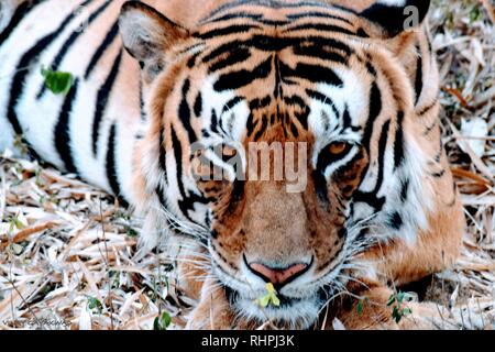 Animal Tiger Stock Photo
