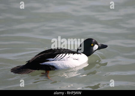 diving duck with golden head