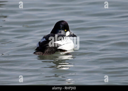 diving duck with golden head