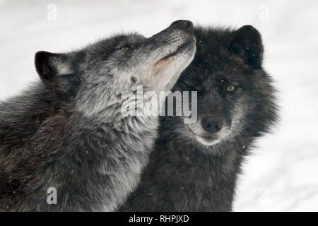 Wolf Center in the Haliburton Forest, Haliburton Ontario Stock Photo