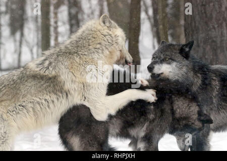 Wolf Center in the Haliburton Forest, Haliburton Ontario Stock Photo