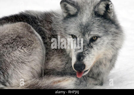 Wolf Center in the Haliburton Forest, Haliburton Ontario Stock Photo