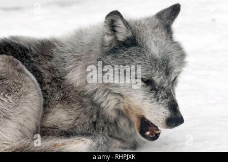 Wolf Center in the Haliburton Forest, Haliburton Ontario Stock Photo