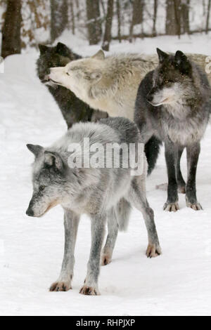 Wolf Center in the Haliburton Forest, Haliburton Ontario Stock Photo
