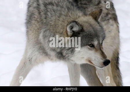 Wolf Center in the Haliburton Forest, Haliburton Ontario Stock Photo