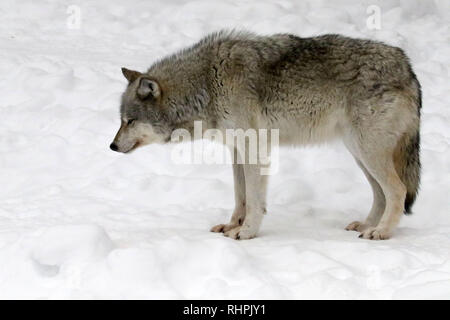 Wolf Center in the Haliburton Forest, Haliburton Ontario Stock Photo
