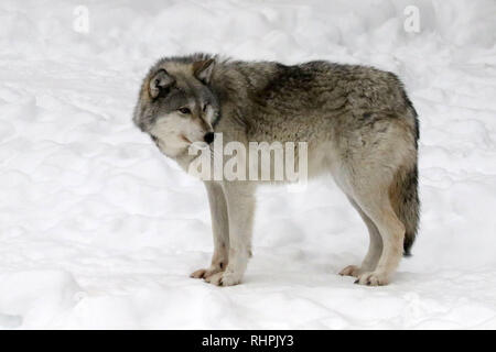 Wolf Center in the Haliburton Forest, Haliburton Ontario Stock Photo