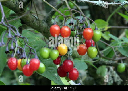Rose hips growing in garden Grafton Ontario Stock Photo
