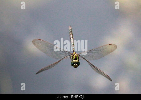 Dragonflies Stock Photo
