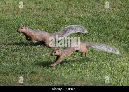 Two Grey Squirrels on lawn Stock Photo