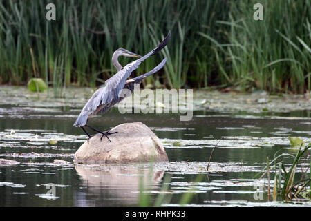 Great Blue heron in marsh