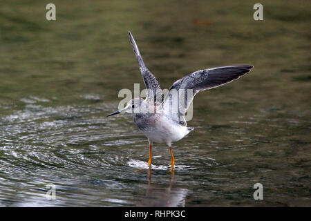 Lesser Yellowlegs in river Stock Photo