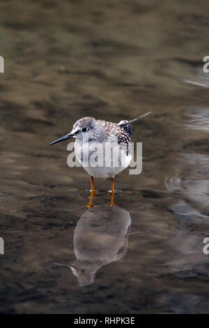 Lesser Yellowlegs in river Stock Photo