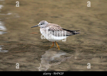 Lesser Yellowlegs in river Stock Photo
