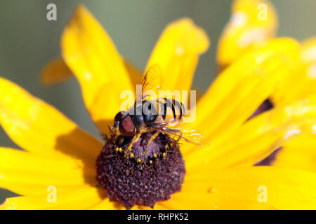 hover fly on brown eyed susan flower Stock Photo