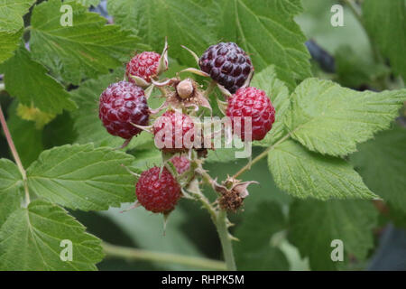 Wild blackberries ripening on bush in woods Stock Photo
