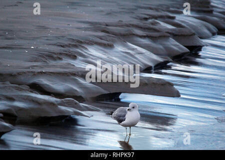 Ice formations at lake front with seagull Stock Photo