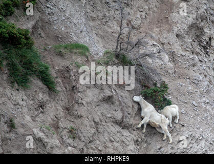 A pair of mountain goats on side of mountain, Jasper National Park Stock Photo
