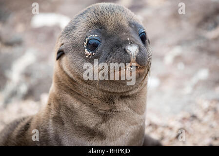 Sea Lion Cub in Galapagos Stock Photo