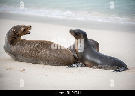 Sea Lion Cub and it's mother in Galapagos Stock Photo