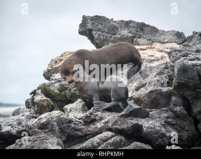 Sea Lions fighting in Galapagos Stock Photo