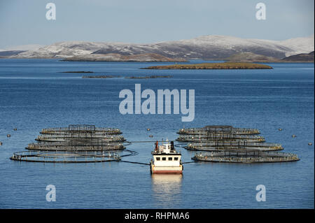 Salmon farming nets off the coast of Burra in Shetland, Scotland. Stock Photo