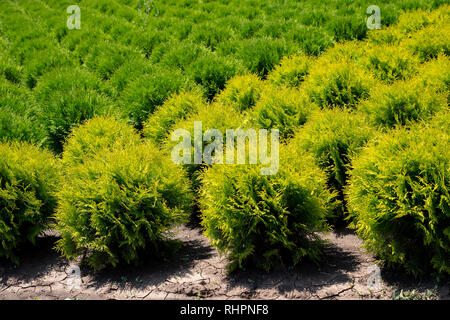 Plant nursery. Thuja occidentalis in garden center. Stock Photo