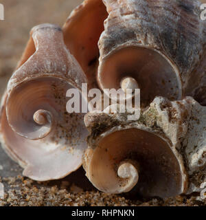 several large shells lying on the sand. In shells sand and silt. shells large and old Stock Photo