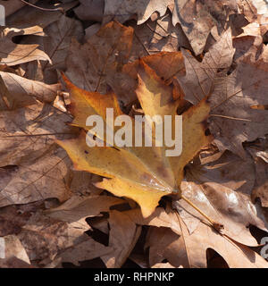 Photo for background. In the photo, a lot of dry maple leaves. One of the leaves is highlighted. The sun is shining on the leaves. Stock Photo