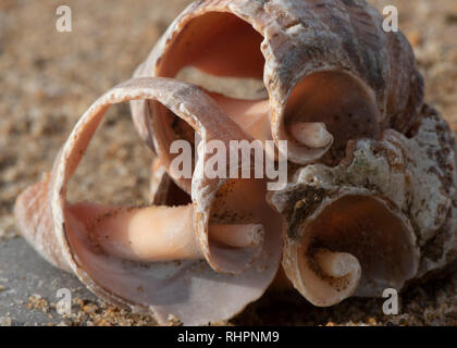 on the stone is three shells. shells in the sand and mud. One shell is drilled through. Sand in the background. Stock Photo