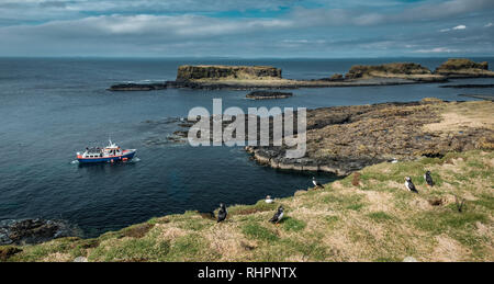 Puffins on the Scottish Island of Lunga, with tourist boat in background Stock Photo