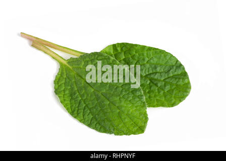 Borage leaves (Borago officinalis) isolated on white background Stock Photo